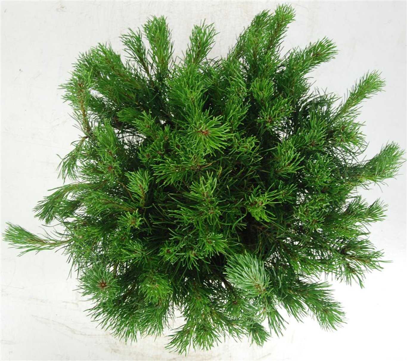 Pinus mugo mugo - C7.5 40-50 CM